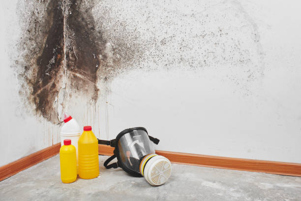 Trusted Haddon Heights, NJ Mold Removal Experts