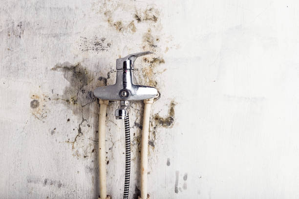 Home Mold Removal in Haddon Heights, NJ