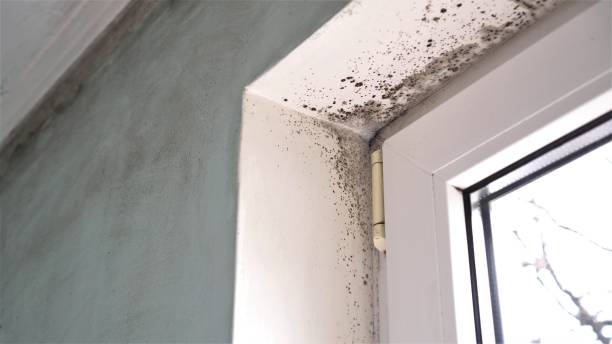 Best Fast Mold Removal  in Haddon Heights, NJ