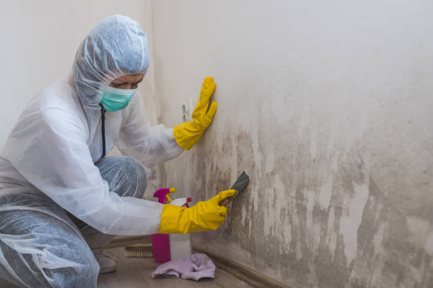 Best Mold Damage Repair  in Haddon Heights, NJ