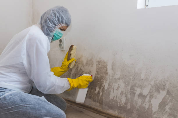 Best Black Mold Removal  in Haddon Heights, NJ