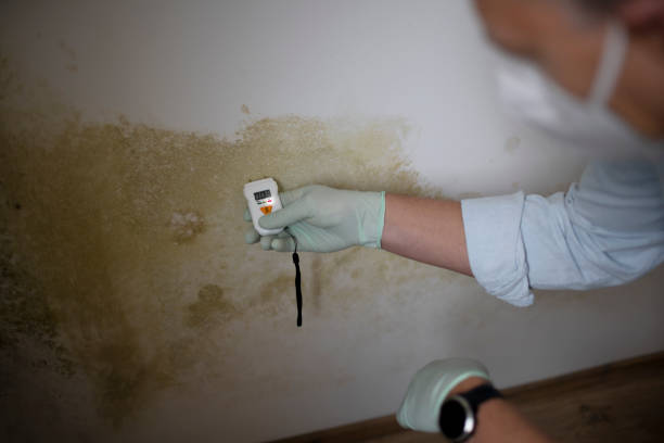 Best Office Mold Removal Services  in Haddon Heights, NJ