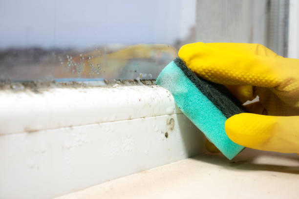 Office Mold Removal Services in Haddon Heights, NJ