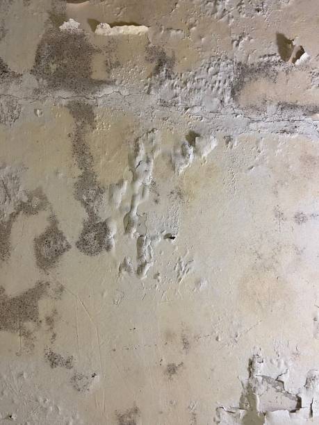 Best Commercial Mold Removal  in Haddon Heights, NJ