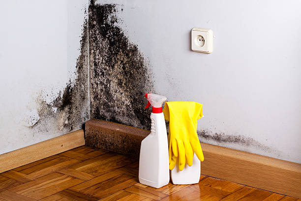 Best Best Mold Removal Companies  in Haddon Heights, NJ