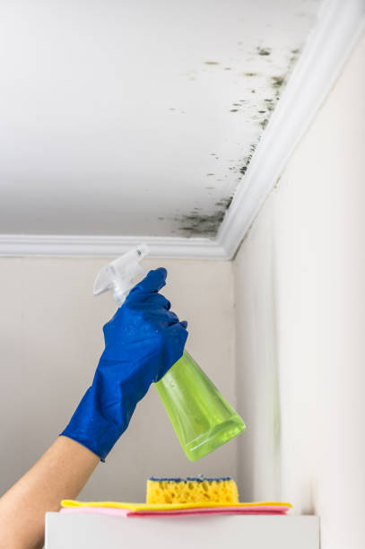 Best Mold Remediation Services  in Haddon Heights, NJ