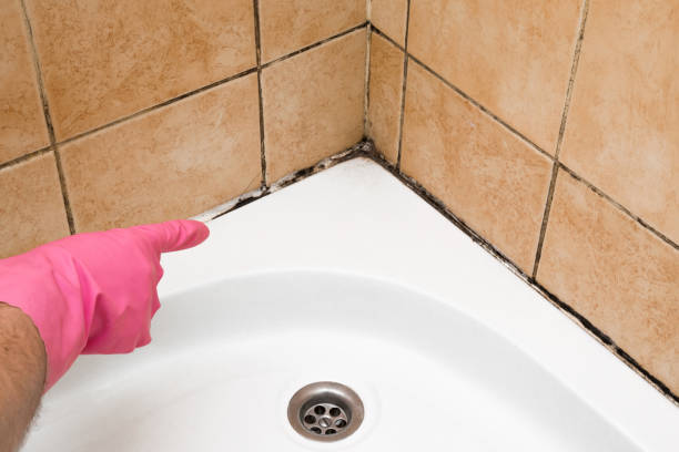 Best Mold Removal Company Near Me  in Haddon Heights, NJ